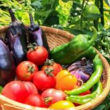 夏の野菜をランキング形式で紹介！人気の夏野菜と言えばこれ！