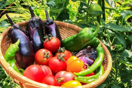 夏の野菜をランキング形式で紹介！人気の夏野菜と言えばこれ！