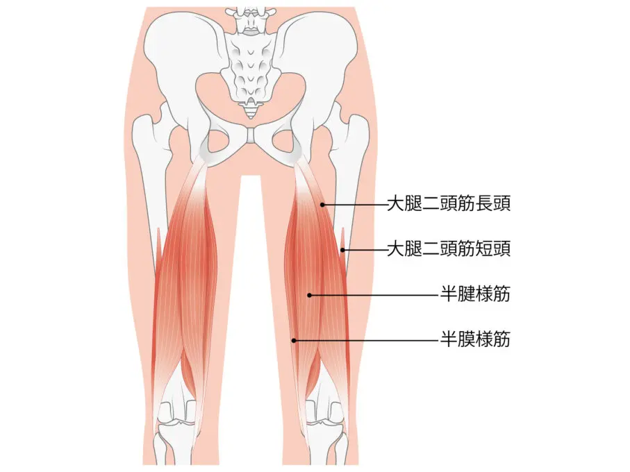 ハムストリングの鍛え方 効果の高いトレーニング方法を紹介